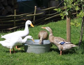 Le canard