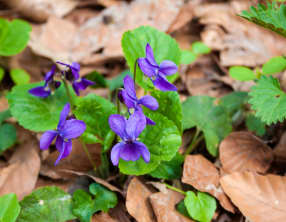 La violette