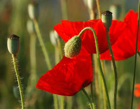 Le coquelicot