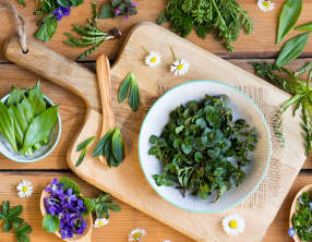 Les plantes sauvages