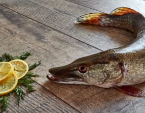 Le brochet