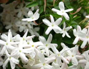 Le jasmin