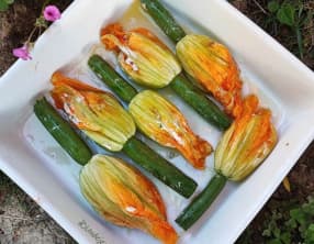 Les fleurs de courgette : 3 recettes irrésistibles à essayer