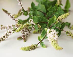Menthe
