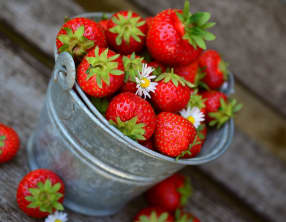Les fraises