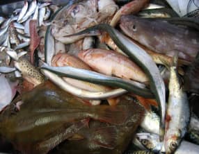 Classement des poissons