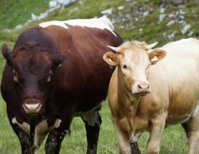 Le boeuf - Races, labels et qualité