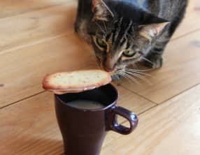 Ma langue au chat !