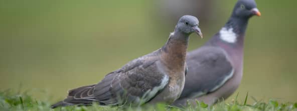 Le pigeon