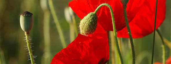 Le coquelicot