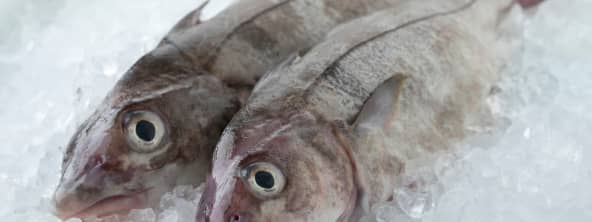 L'églefin