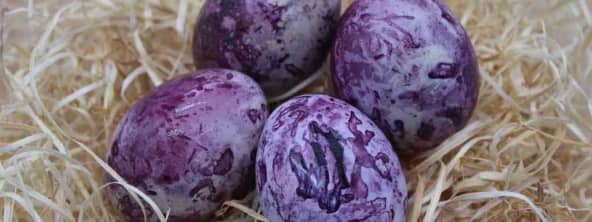 Des oeufs comme s’il en pleuvait !