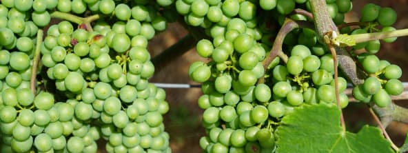 Verjus