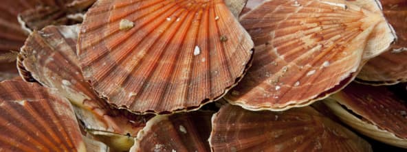 Les coquilles saint-jacques