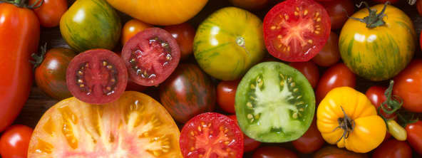 La tomate