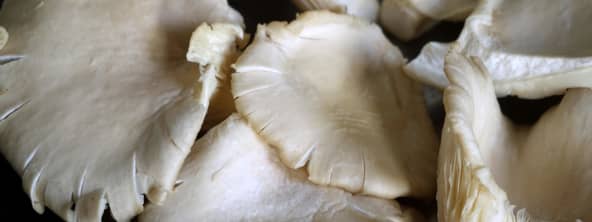 Les pleurotes