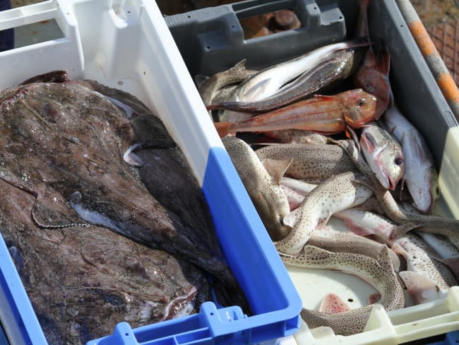 Arrivage des poissons au port