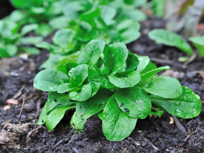 Plant de mâche dans un potager