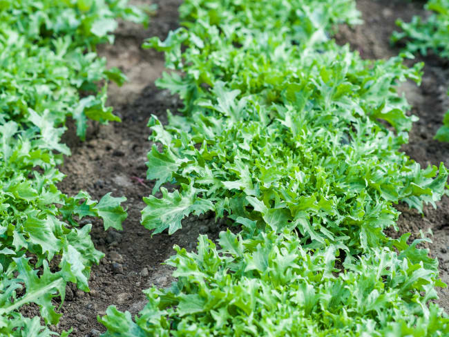 La salade frisée