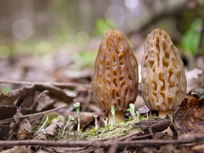 2 morilles dans un sous bois