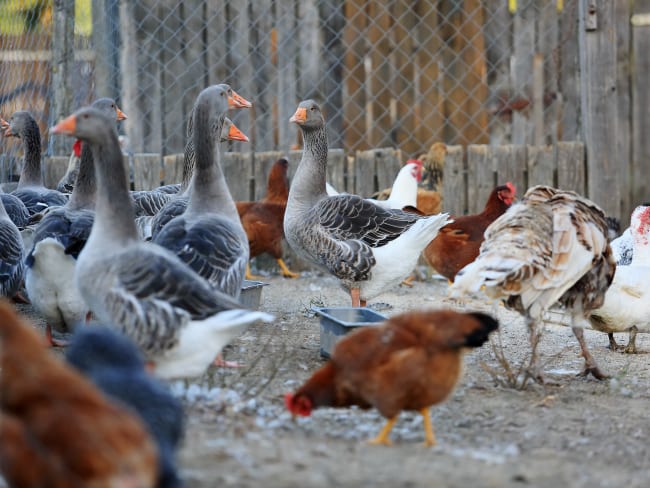 Diverses volailles dans la ferme en plein air