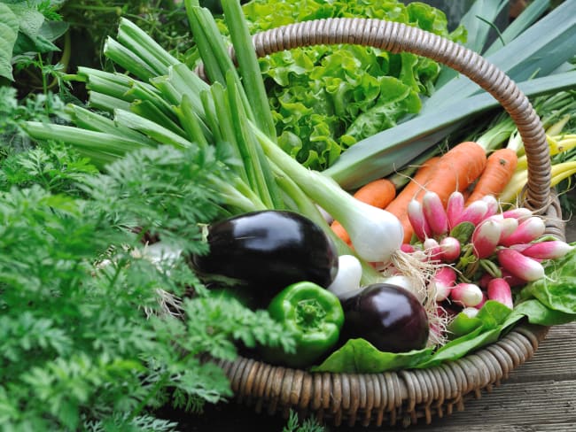 Panier de légumes frais dans un potager