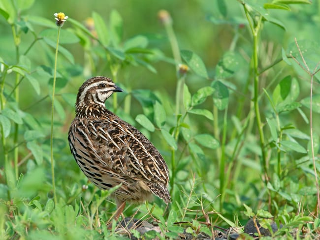 Caille posée au sol dans la végétation