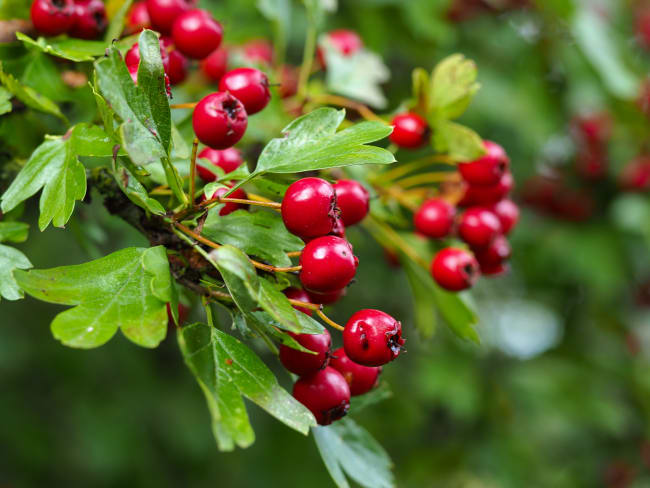 Cenelles, fruits de l'aubépine.