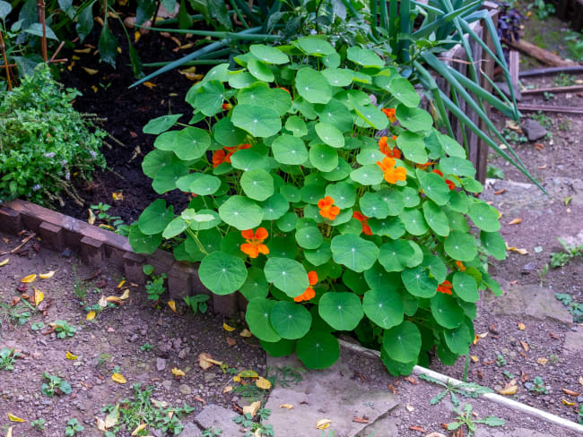 Capucines au potager