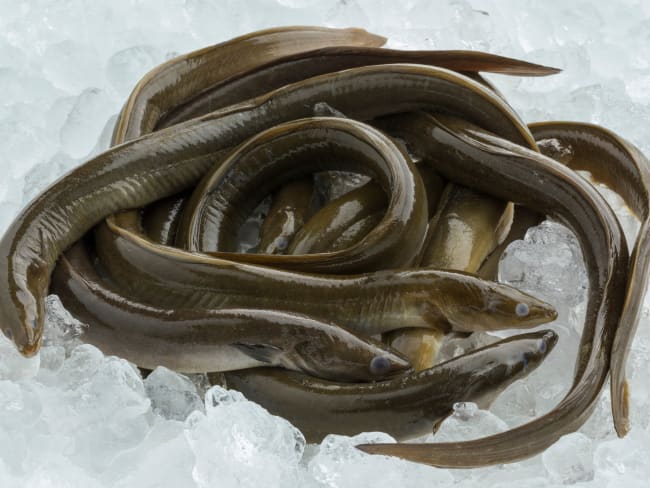 Anguilles fraîches sur lit de glace