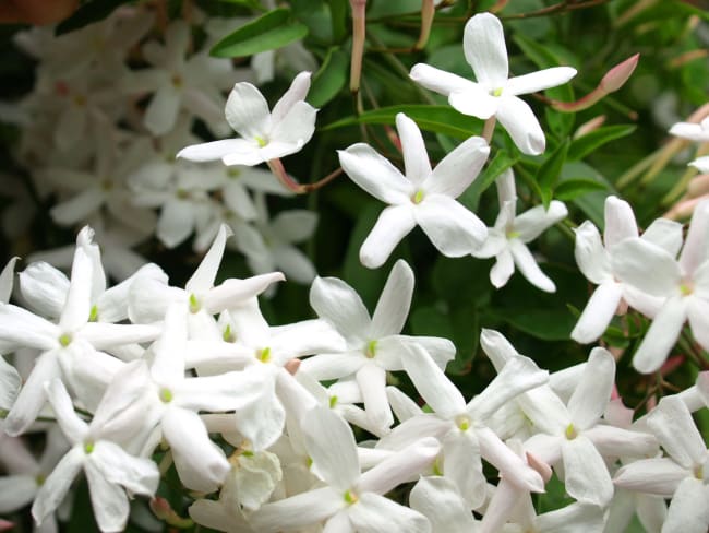 Fleurs de jasmin