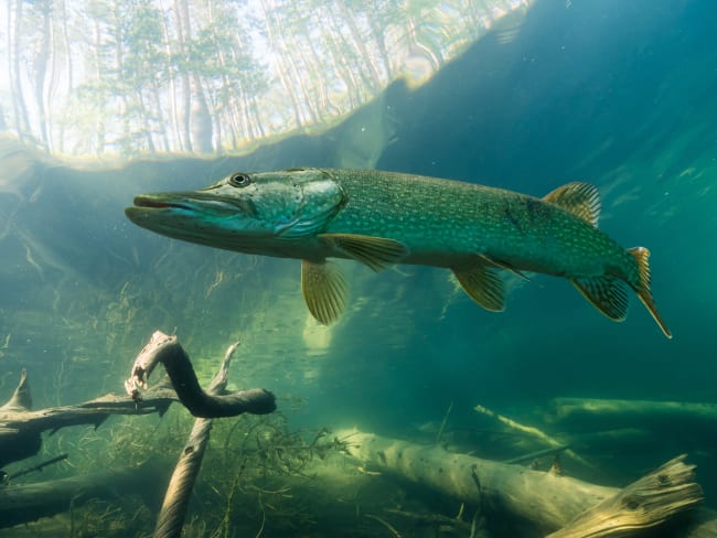 Brochet de rivière