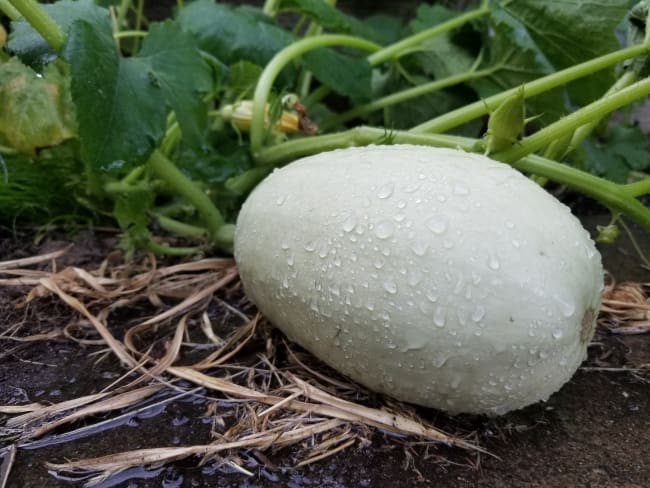 La courge spaghetti