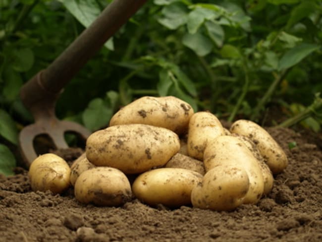 Pommes de terre fraîchement déterrées