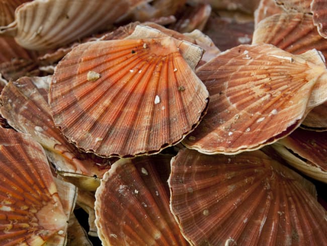 Les coquilles saint-jacques