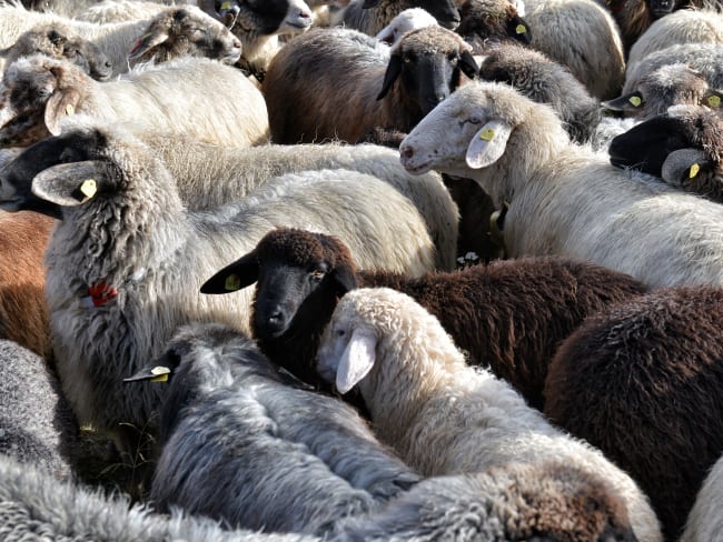 Troupeau de moutons