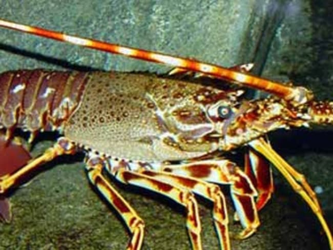 Langouste portion rôti à la vanille des Isles