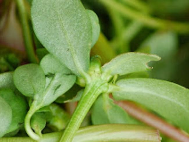 Salade de pourpier aux pois chiches