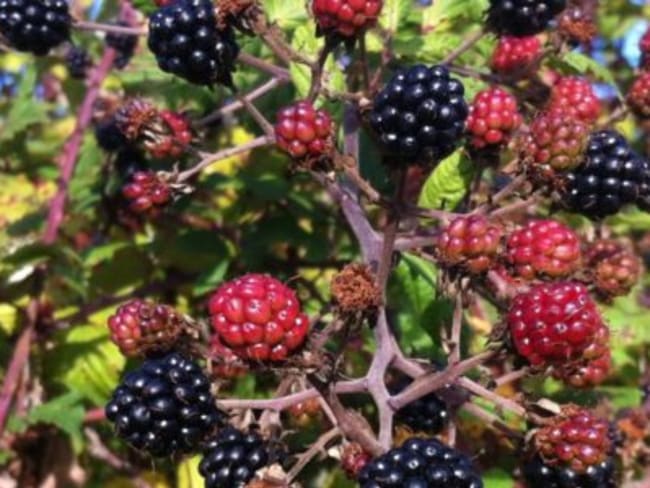 « Compote » de mûres sauvages à la menthe fraîche et sucre de canne