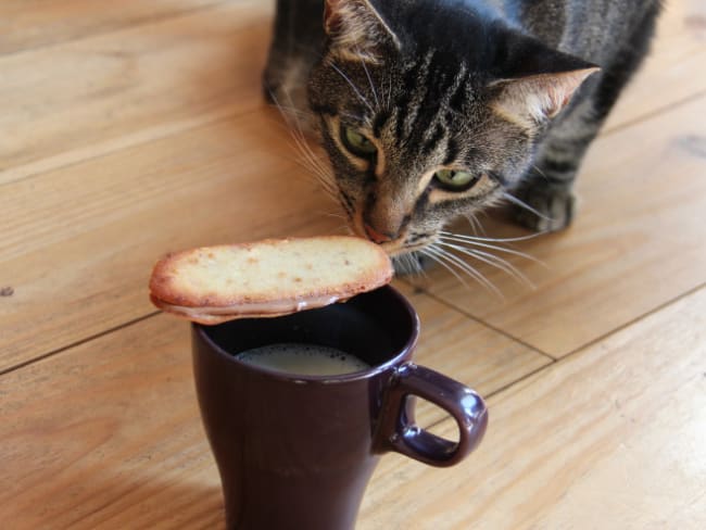 Langues de chat siamois chocolat, noisette