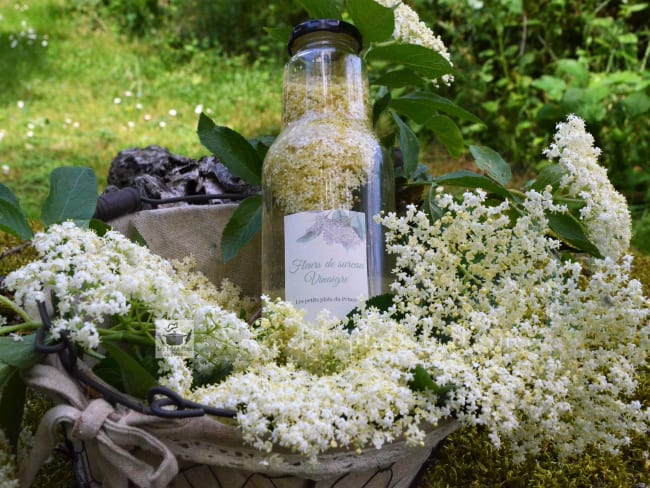 Vinaigre aux fleurs de sureau noir