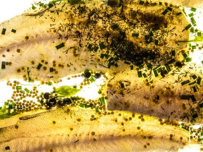 Merlan et son émulsion aux herbes, ciboule, ail des ours, timut