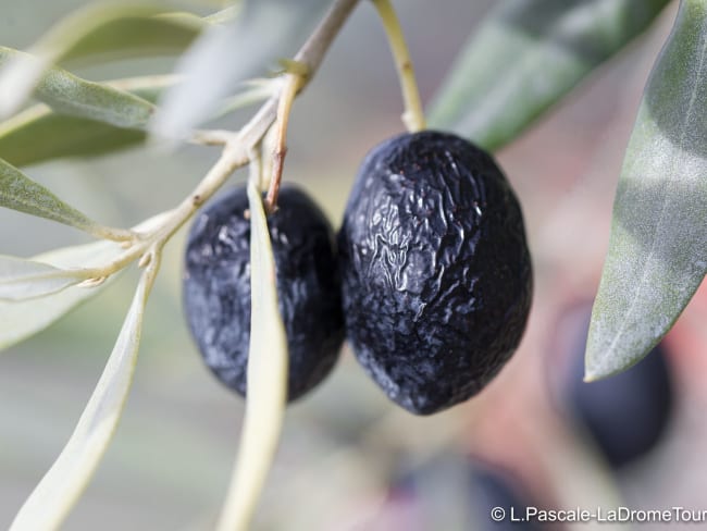 Côte de bœuf piquée aux olives noires de Nyons, millefeuille de ravioles croquantes au picodon