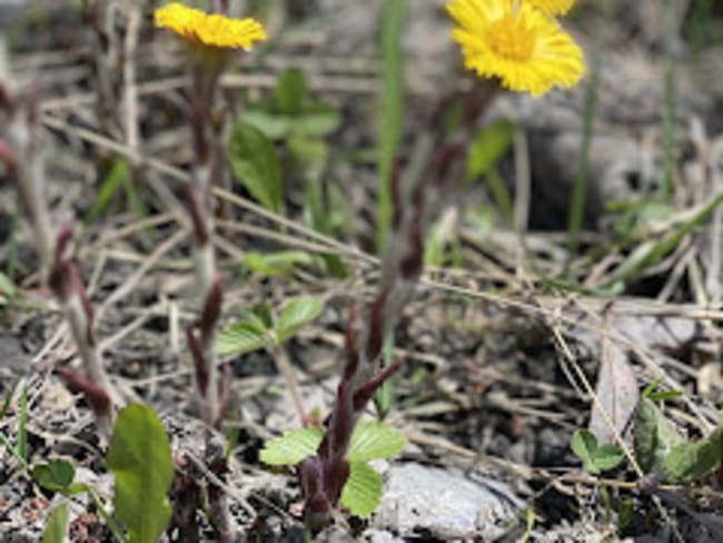 Sirop de fleur de tussilages