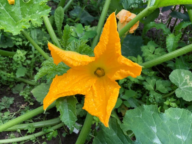 Beignets de fleurs de courgettes sans oeuf façon Tempura