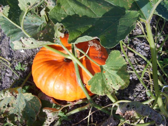 Potage de potiron aux chataignes