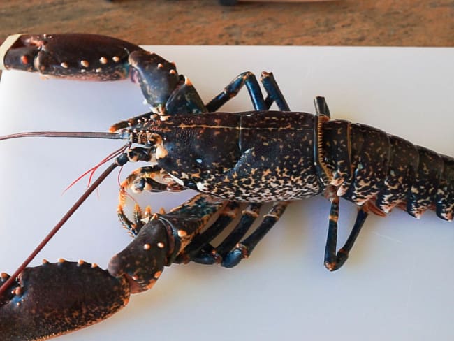 Griller un homard ou une langouste