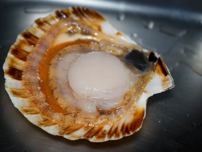 Nettoyer une coquille saint-jacques