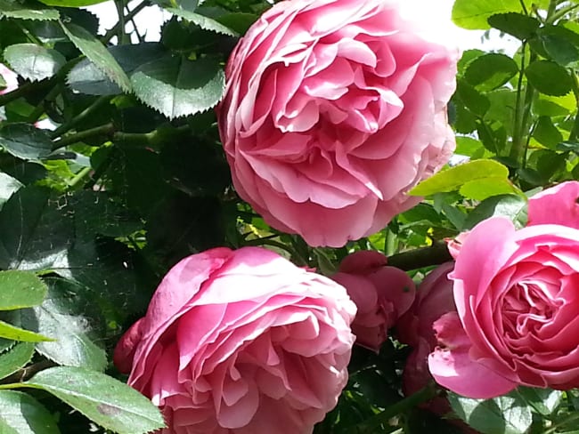 Pétales de roses cristallisés et sirop de fleurs