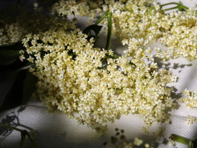 Sirop de fleurs de sureau